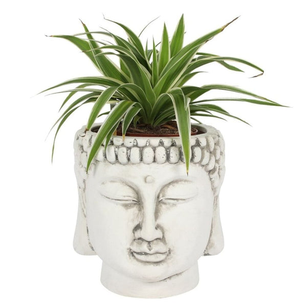 White Terracotta Buddha Head Planter Holiday Ornaments Secret Halo 